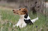 FOX TERRIER 591